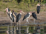Marabou Stork - Leptoptilos crimeniferus