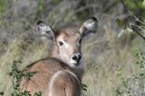 Waterbuck - Kobus ellipsiprymnus