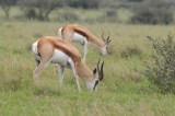 Springbuck - Antidorcas - marsupialis