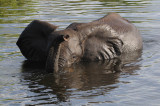 African Elephant - Loxodonta africana