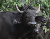 African buffalo - Syncerus caffer