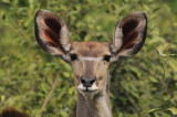 Greater Kudu - Tragelasphus strepsiceros