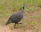 Helmeted Guineafowl - Numida meleagris