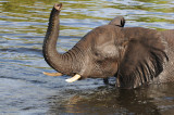 African Elephant - Loxodonta africana