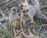 Baboon - Papio ursinus