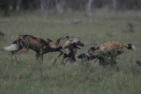 Wild dog - Lycaon pictus