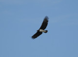 Martial Eagle - Polemaetus bellicosus