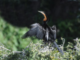 Afrikan Darter - Anhinga rufa