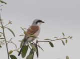 Redbacked Shrike - Lanius collurio