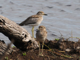 Water Dikkop - Burhinus - Vermiculatus