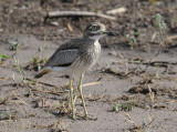 Water Dikkop - Burhinus - Vermiculatus