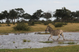 Common zebra - Equus quagga