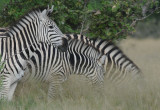 Common zebra - Equus quagga