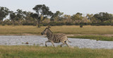 DSC_531 burchelm 72.jpg