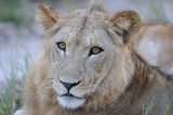 African Lion - Panthera leo