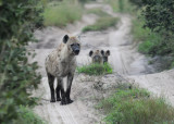 Spotted Hyaena - Crocuta crocuta