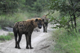 Spotted Hyaena - Crocuta crocuta