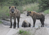 Spotted Hyaena - Crocuta crocuta
