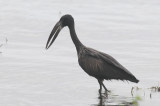  Openbilled Stork - Anastomus lamelligerus