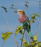 Lilacbreasted Roller - Coracias caudata