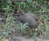 Redbilled Francolin - Francolinus adspersus