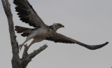 Martial Eagle - Polemaetus bellicosus
