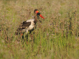Saddlebilled Stork - Ephippiorhynchus senegalensis
