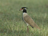 Black-Headed Plover [Vanellus tectus]