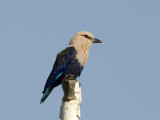 Blue-Bellied Roller [Coracias cyanogaster]