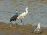 Western Reef Heron and Little Egret [ Egretta gularis and Egretta garzetta]