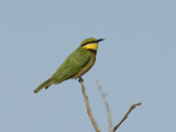 Little Bee-Eater [ Merops pusillus ]