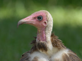 Hooded Vulture [ Necrosyrtes monachus