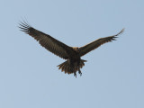 Hooded Vulture [ Necrosyrtes monachus
