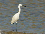 Little Egret  [Egretta garzetta]