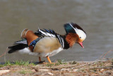 Mandarin Duck in display