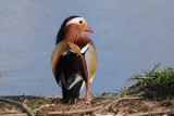 Madarin Duck [Aix galericulata ]