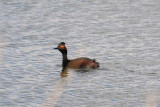 Black-necked Grebe [ Podiceps nigricollis ]