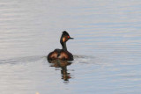 Black-necked Grebe [ Podiceps nigricollis ]