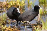 Meerkoet - Coot [ Fulica atra ]