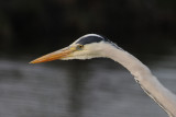 Ardea cinerea - Blauwe reiger - Grey Heron