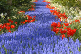 DSC_9540  Flowerpath in blue