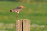  Black-Tailed Godwit - Grutto - Limosa limosa