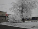 Frozen Cotton wood and stop sign---stop slowly--slick road!!!