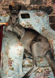 Pet Roo