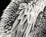 feathers