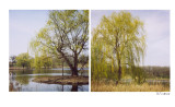 Willow Trees