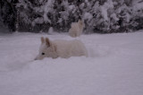 DSC_5334 Snow coco