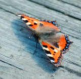 Butterfly orange bl.(Nldens takvinger)