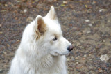 DSC_3394-Dakota