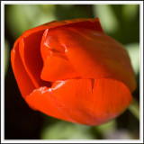 Tulip springtime
